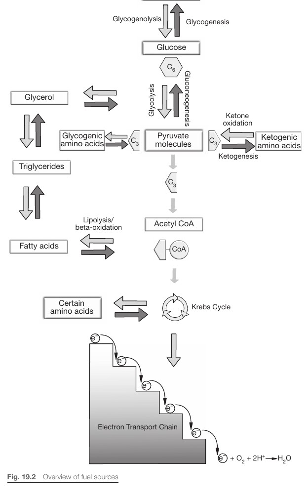 Metabolismöversikt vid svält