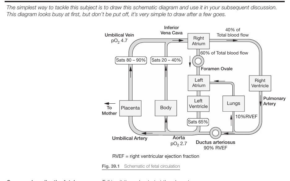 Fetalcirkulationens schema