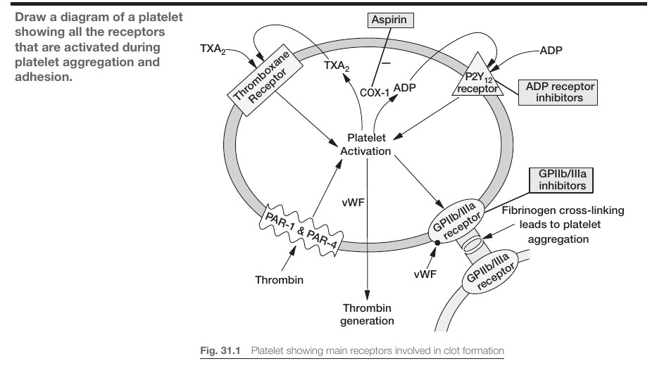 Trombocytreceptorer och trombocythämmare